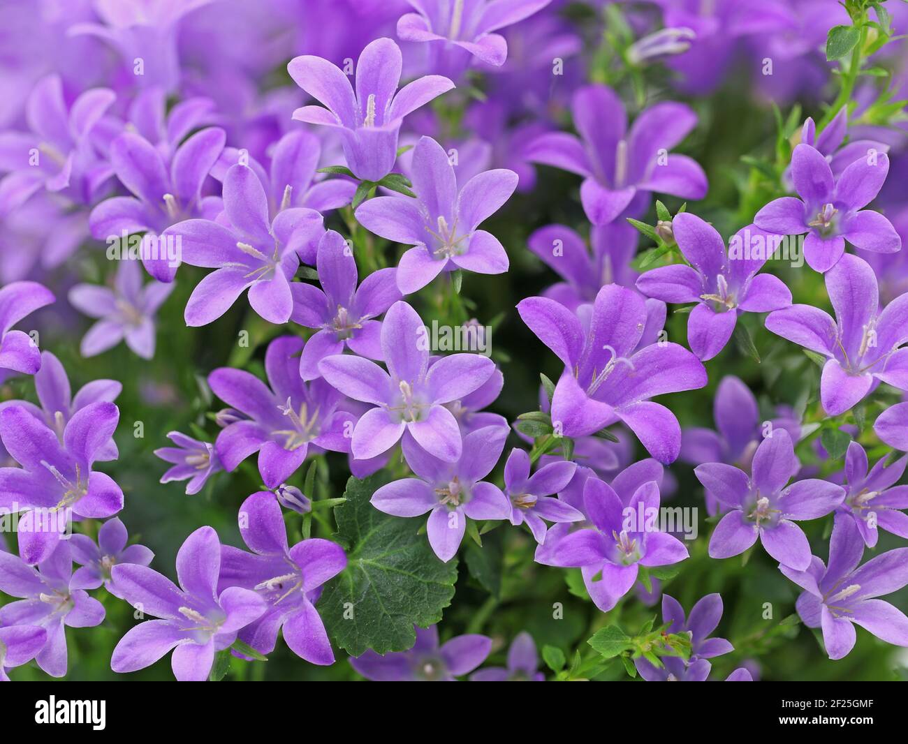 purple spring flower dalmatian bellflower, Campanula portenschlagiana, close up background Stock Photo