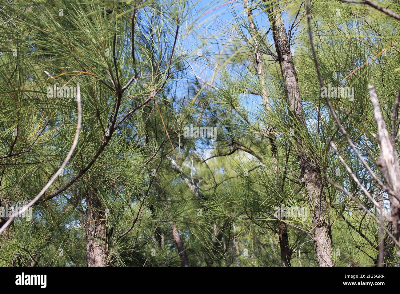 HIGH ANGLE TREES IN THE DAY Stock Photo - Alamy