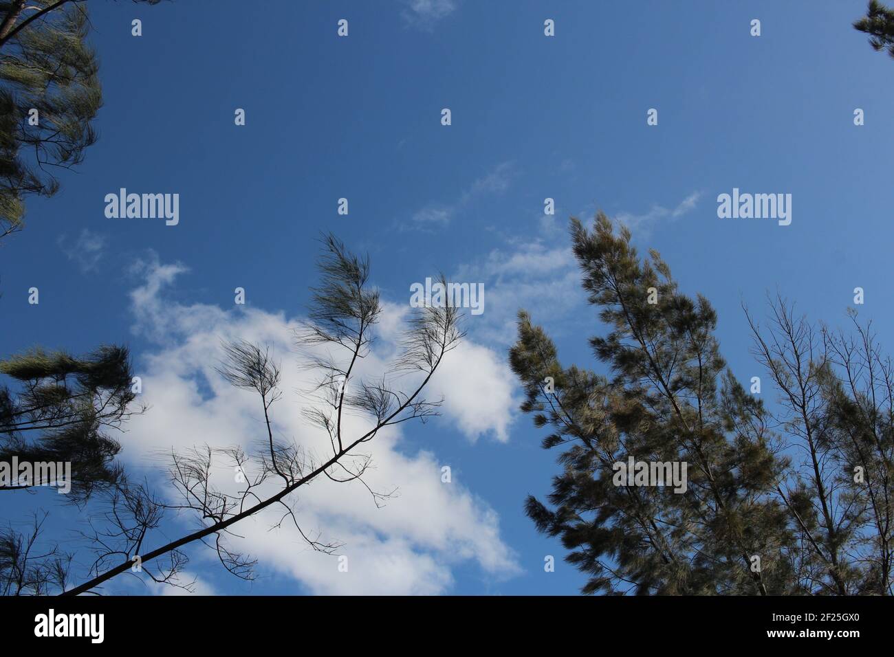 TREE BRANCHES HIGH ANGLE IN THE DAYTIME Stock Photo - Alamy