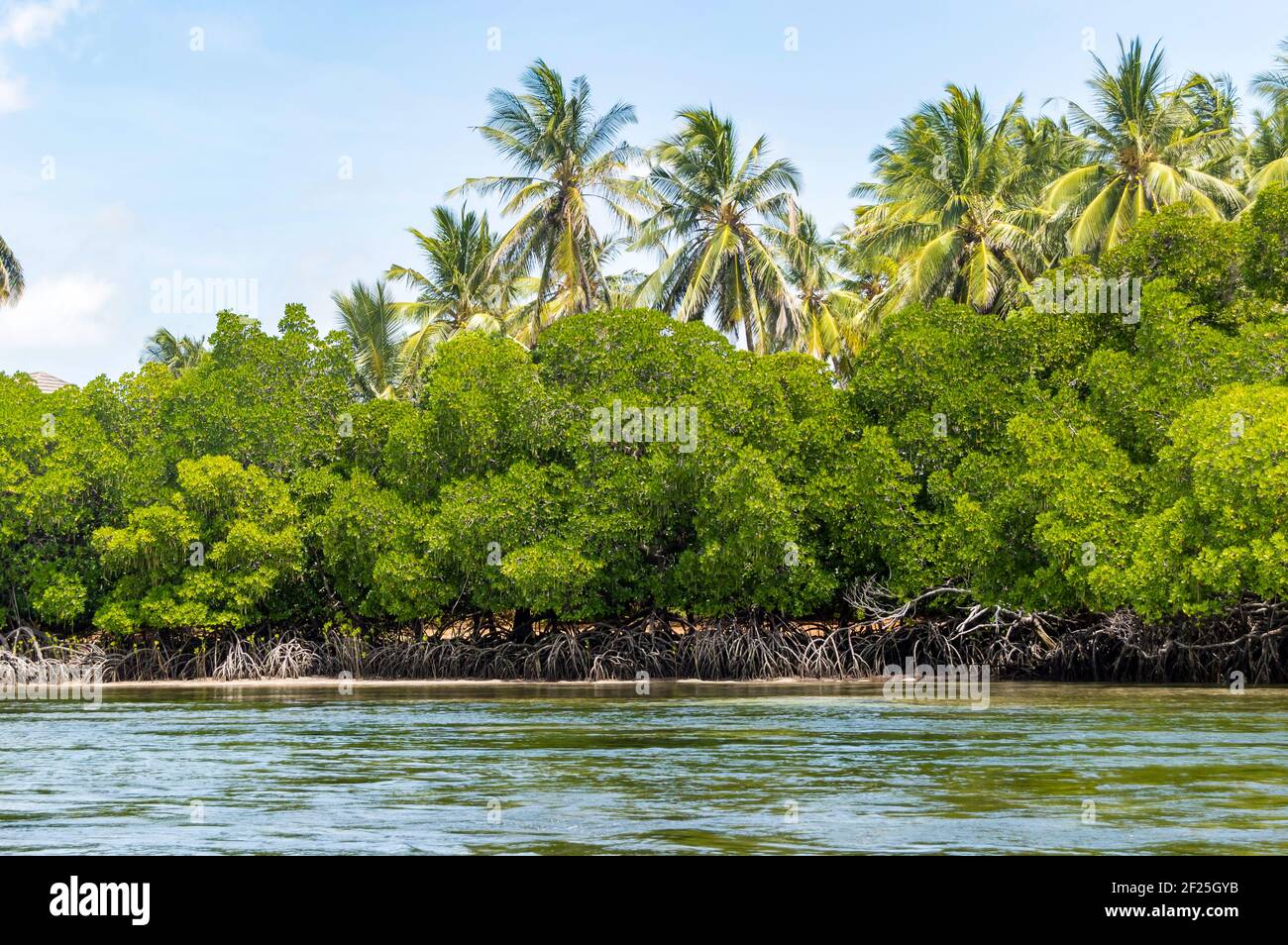 Mangroves with coconut palms in the Mida Creek reserve near Watamu in Kenya. Stock Photo