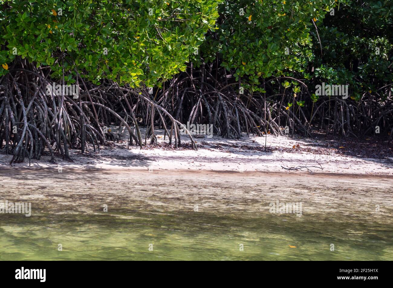 Mangroves with white sand in the Mida Creek reserve near Watamu in Kenya. Stock Photo