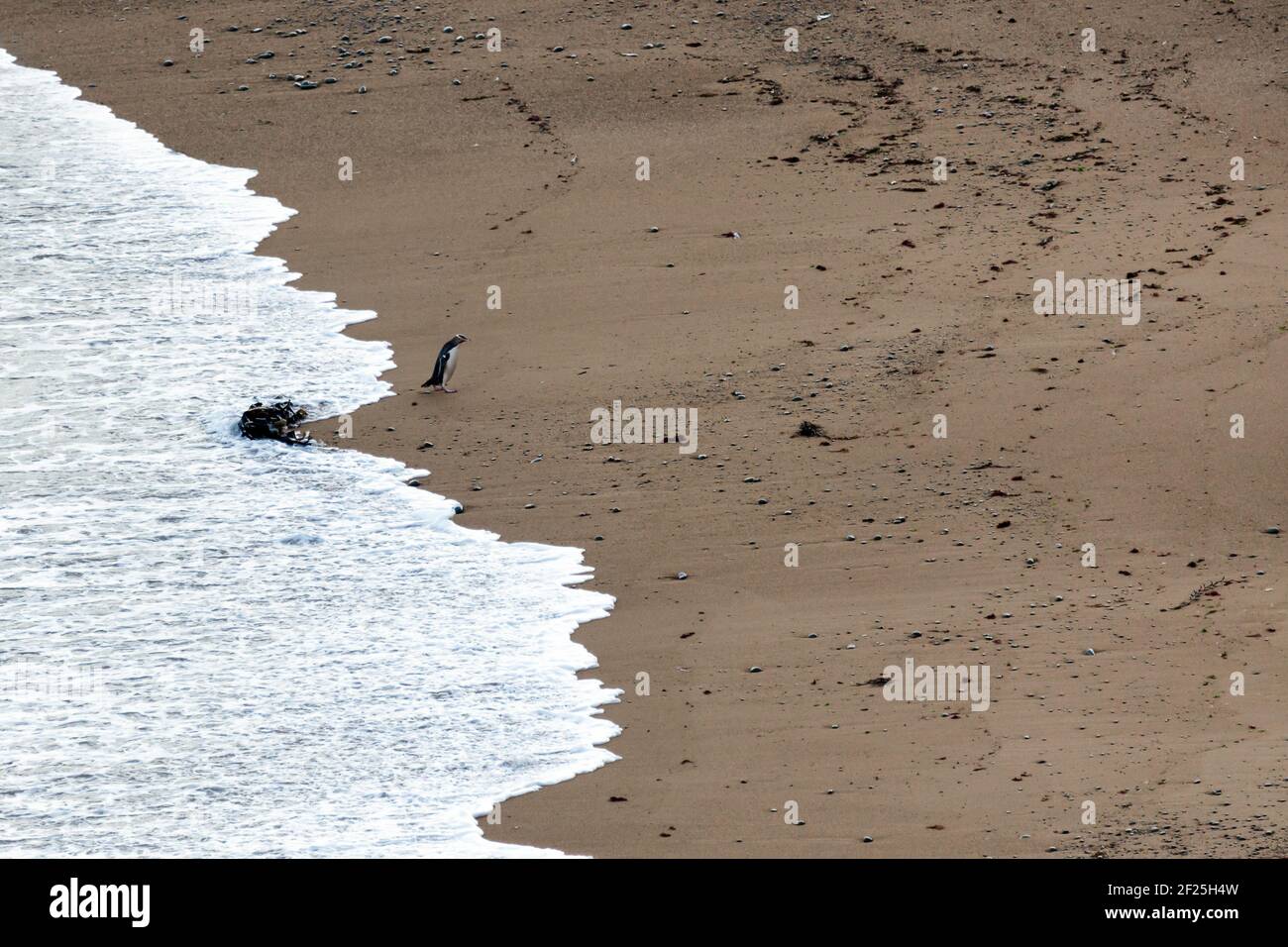 Yellow-eyed Penguin (Megadyptes antipodes) Stock Photo