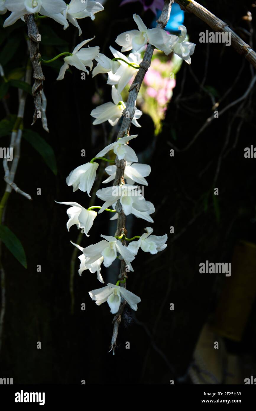 A vertical shot of beautiful white Dendrobium orchids growing in a garden Stock Photo
