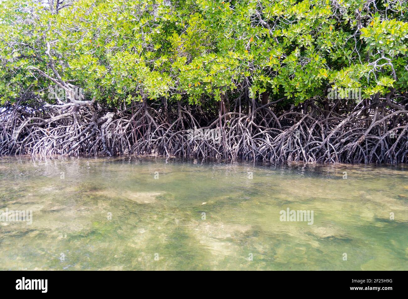 Mangroves with white sand in the Mida Creek reserve near Watamu in Kenya. Stock Photo