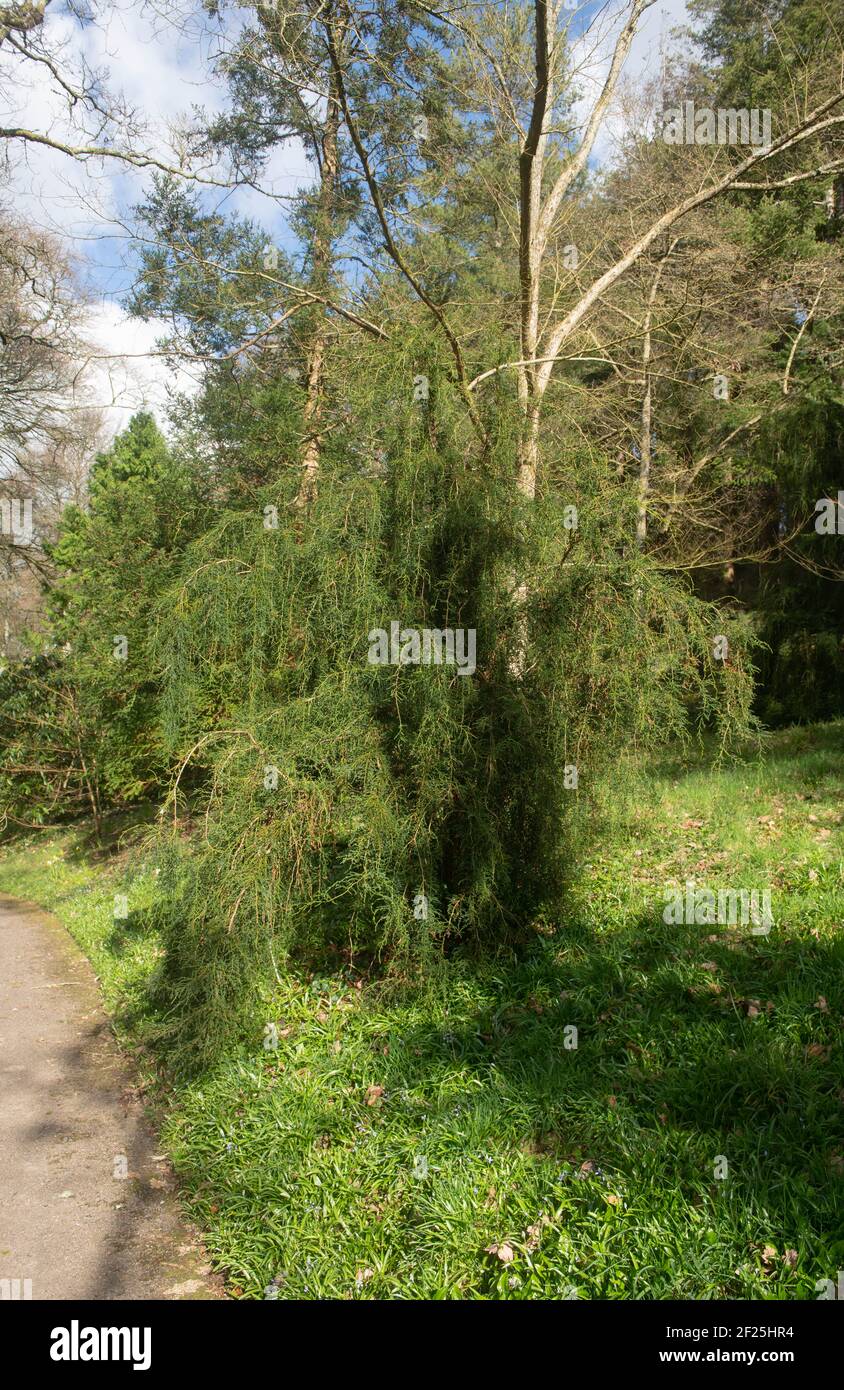 Winter Foliage of an Evergreen Conifer Patagonian Cypress Tree (Fitzroya cupressoides) on a Bright Sunny day Growing by a Footpath in Rural Devon Stock Photo