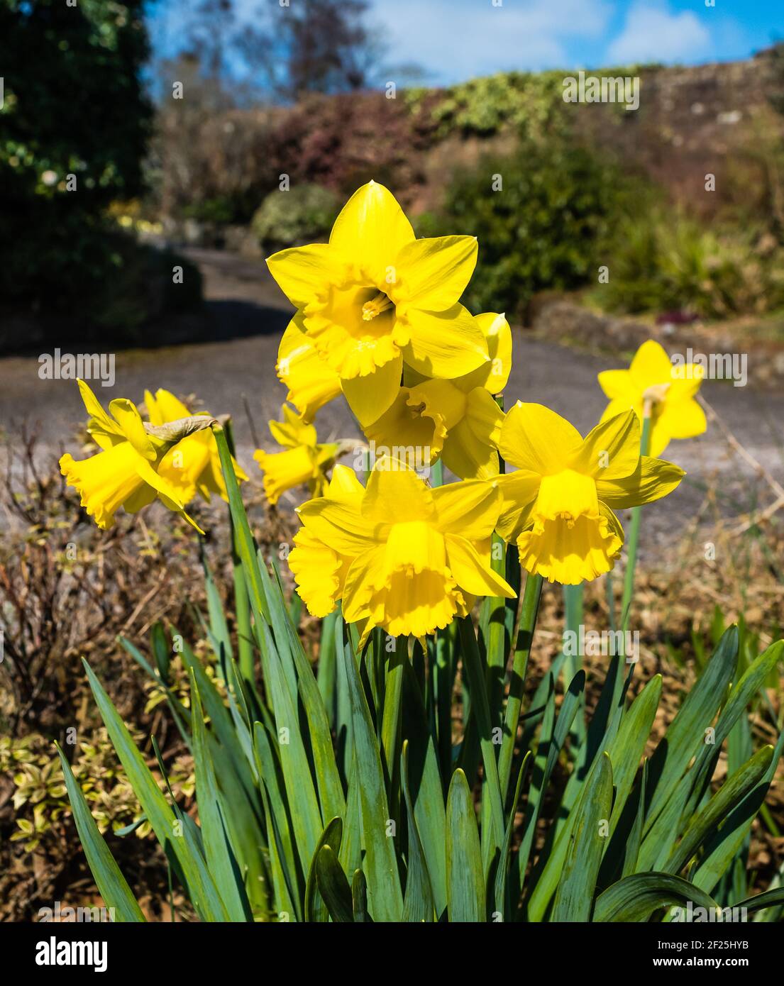 Daffodils Growing in a Country Garden. Stock Photo