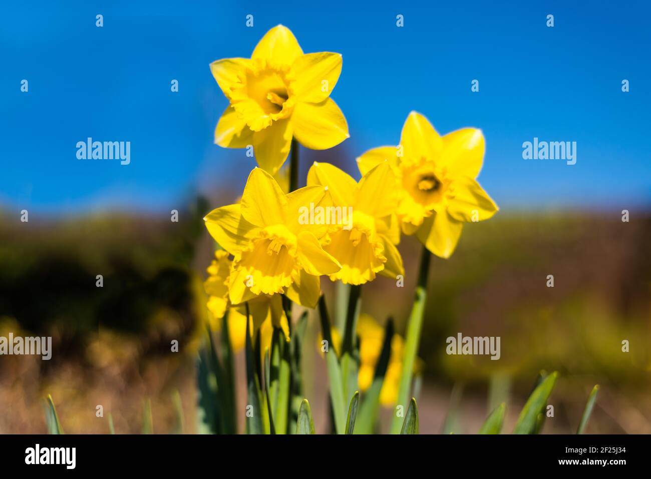 Daffodils Growing in a Country Garden Stock Photo Alamy
