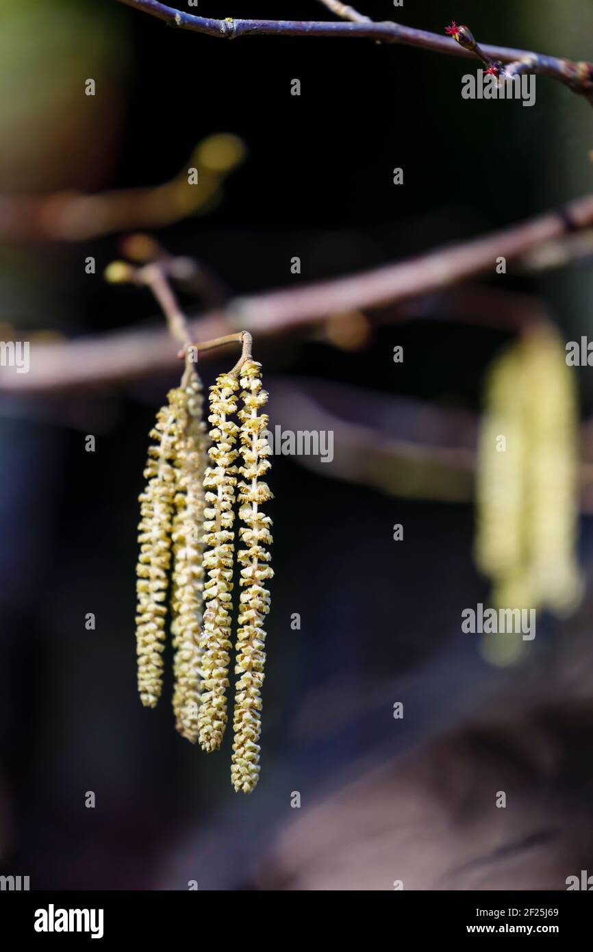 Long yellow hanging catkins, the male flowers of the hazel tree (Corylus avellana), in late winter to early spring, in Surrey, south-east England Stock Photo