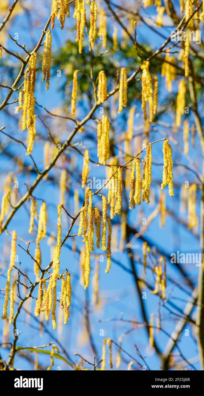 Long yellow hanging catkins, the male flowers of the hazel tree (Corylus avellana), close-up against a blue sky in late winter to early spring Stock Photo