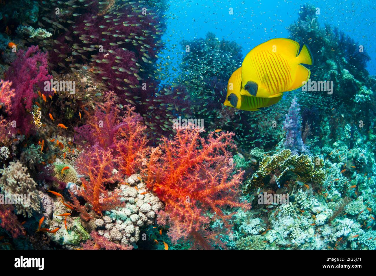Golden butterflyfish [Chaetodon semilarvatus] swimming past soft corals [Dendronephthya sp.] and Pygmy sweepers [Parapriacanthus guetheri].  Egypt, Re Stock Photo
