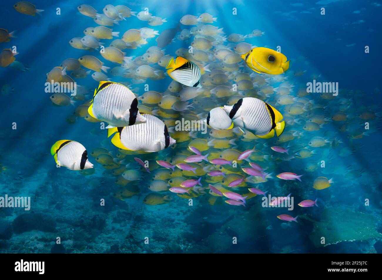 Lined butterflyfish [Chaetodon lineolatus] swimming over coral reef with a school of Philippine chromis [Chromis scotochiloptera] with rays of sunshin Stock Photo