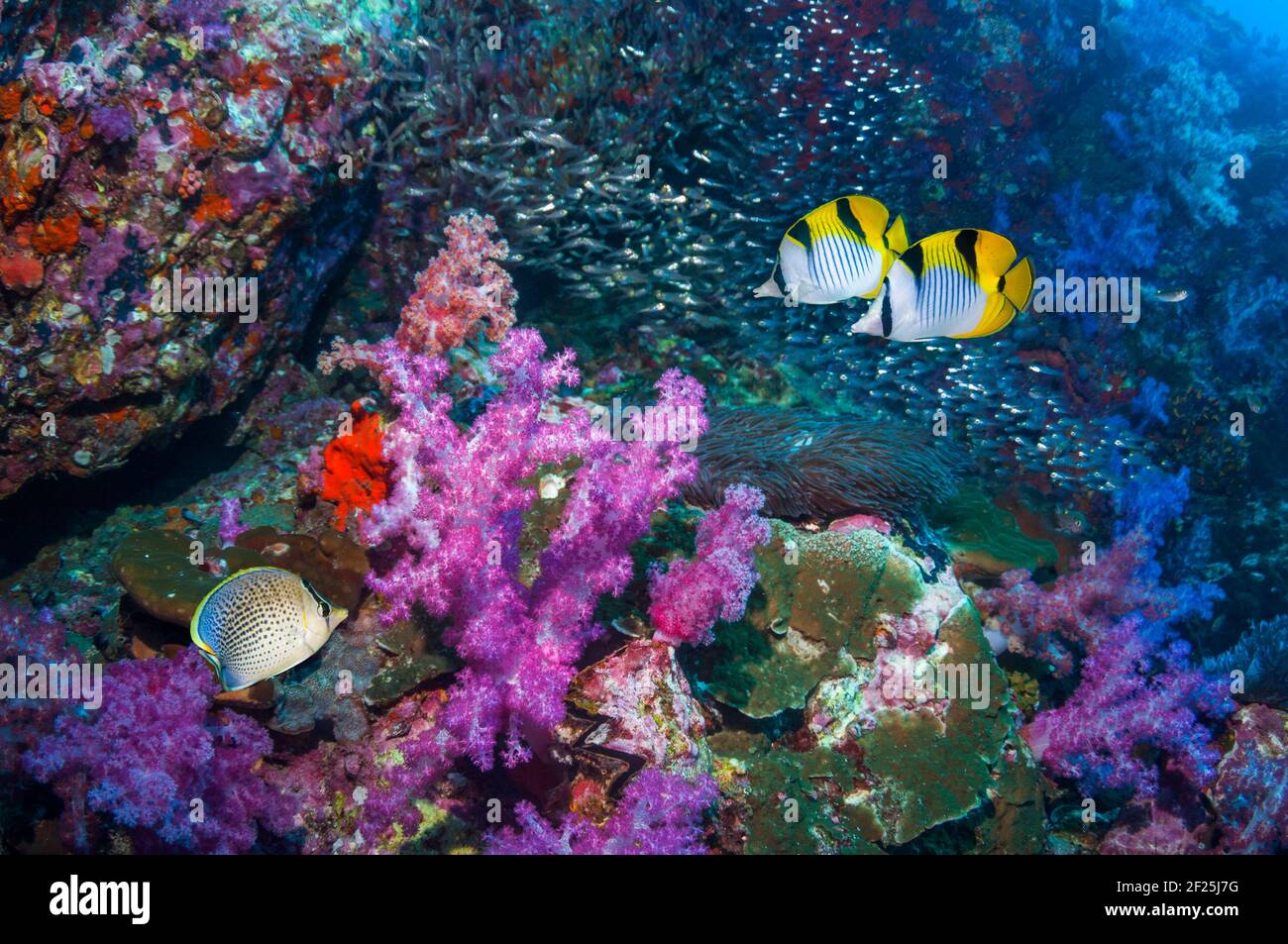 A pair of Saddleback or Blackwedge butterflyfish (Chaetodon falcula) and a Peppered butterflyfish (Chaetodon guttatissimus) swimming over coral reef w Stock Photo