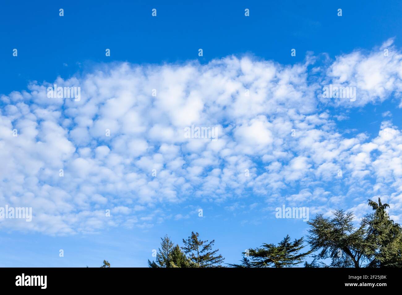 Typical mackerel sky over treetops: small high altitude white fluffy clouds in a blue sky in south-east England, an indicator of good weather Stock Photo