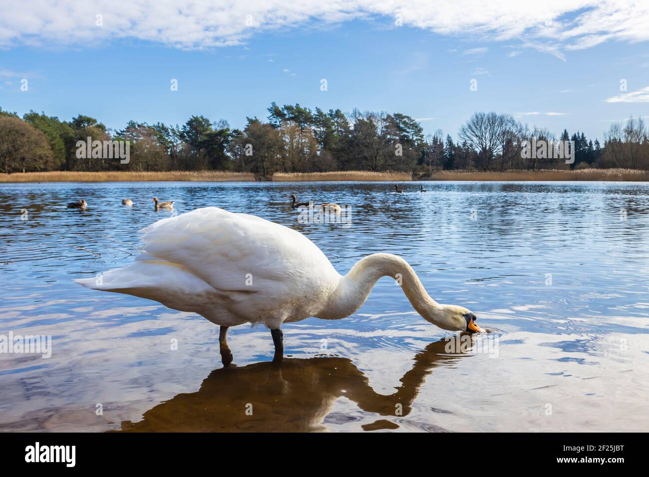 A mute swan (Cygnus olor) stands in water drinking at Frensham Little Pond, near Farnham, Surrey, a local rural beauty spot and recreational area Stock Photo