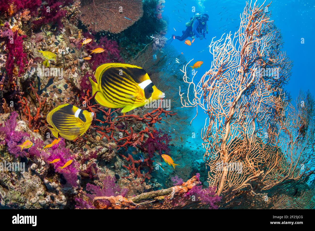 Red Sea raccoon butterflyfish [Chaetodon fasciatus] swimming over coral reef with a scuba diver in background.  Egypt, Red Sea. Stock Photo
