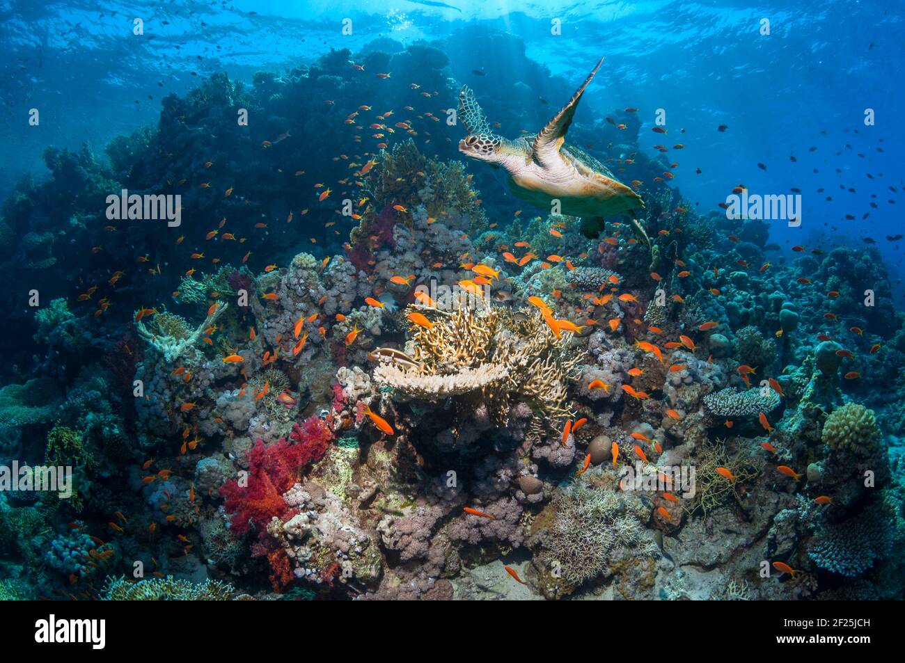 Green sea turtle [Chelonia mydas] swimming over coral reef.  Egypt, Red Sea. Stock Photo