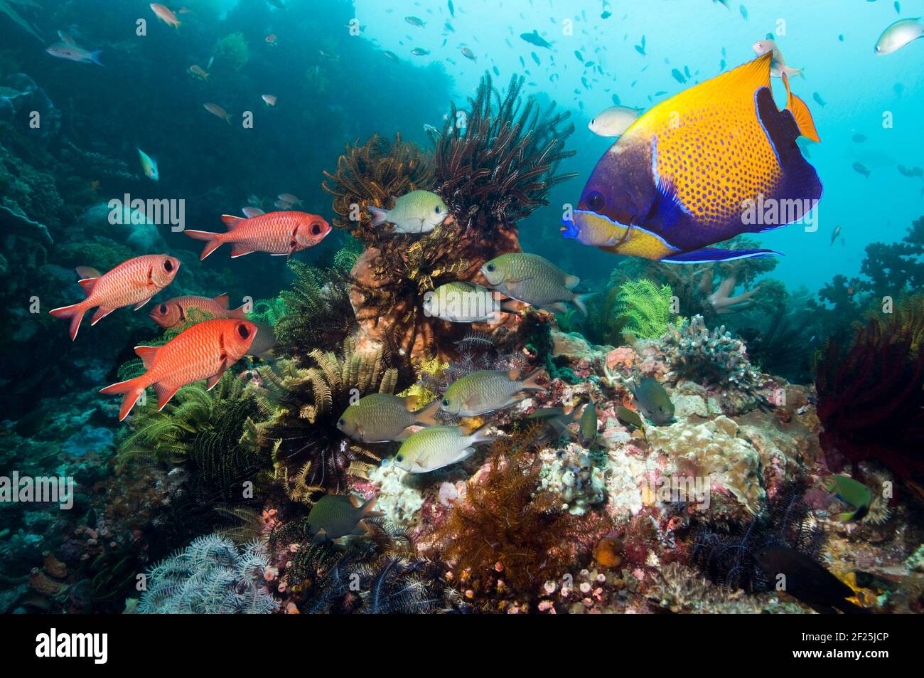 Blue-girdled angelfish [Pomacanthus navarchus], Philippines chromis [Chromis scotochiloptera] and Red soldierfish [Myripristis berndti] on coral reef. Stock Photo