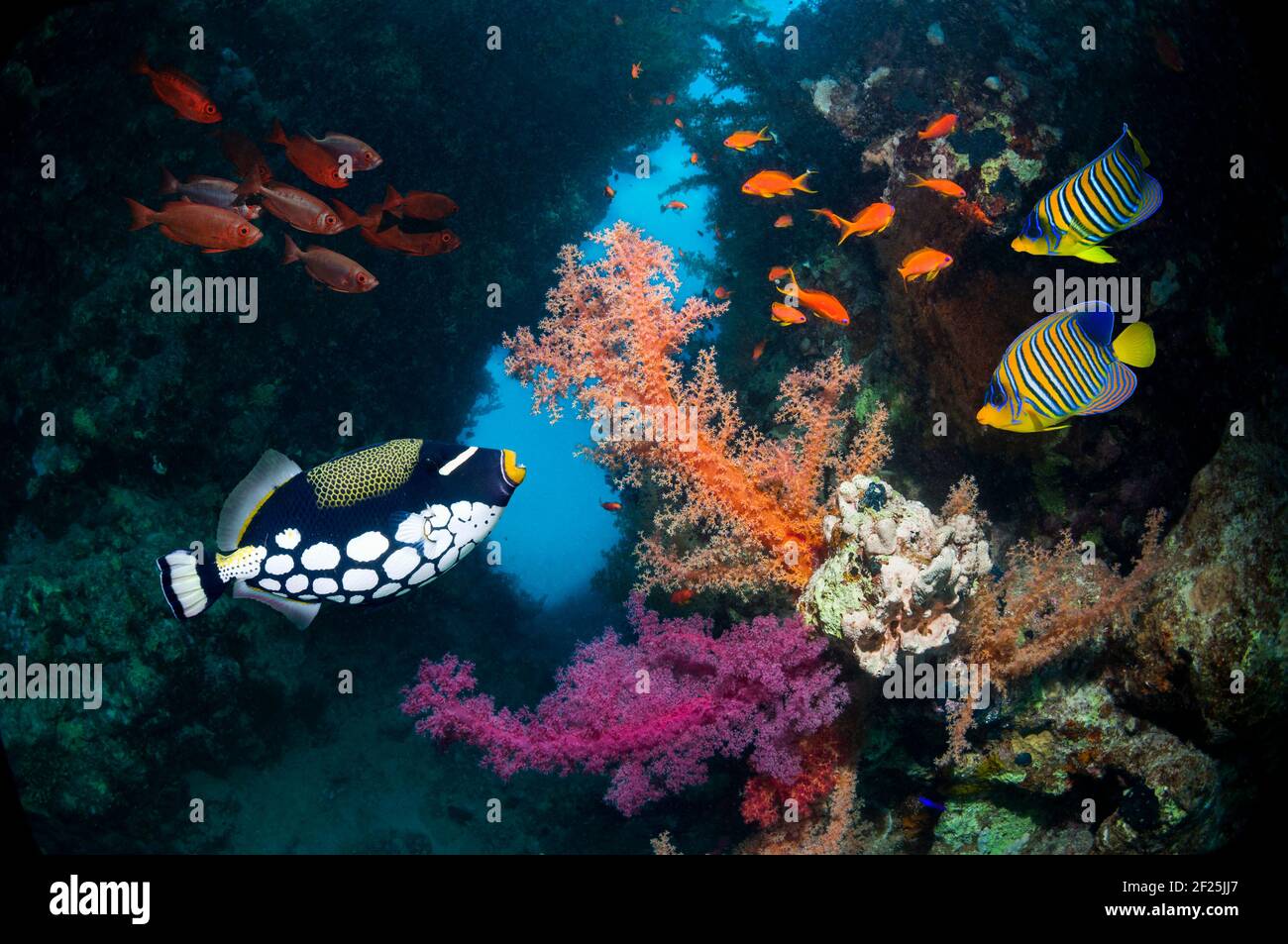 Coral reef scenery with a Clown triggerfish [Balistoides conspicillum], Lyretail anthias or Goldies [Pseudanthias squamipinnis], a pair of Regal angel Stock Photo