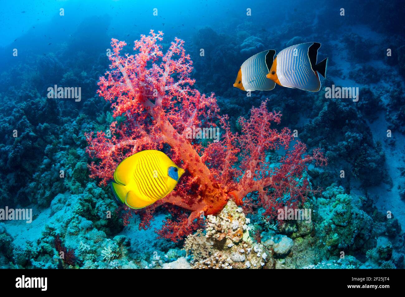 Golden butterflyfish [Chaetodon semilarvatus], Orange-face butterflyfish [Chaetodon larvatus] and Big-eye or Goggle-eye [Priacanthus hamrur], soft cor Stock Photo