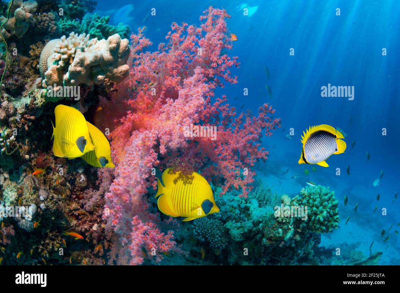 Golden butterflyfish [Chaetodon semilarvatus], Black-backed butterflyfish [Chaetodon melanotus] on coral reef with soft coral [Dendronephthya sp.].  E Stock Photo