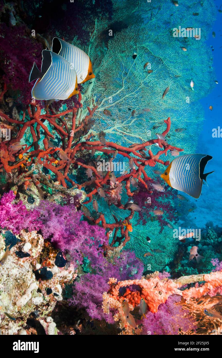 Coral reef scenery with Orange face butterflyfish [Chaetodon larvatus] with Red rope sponge and gorgonians.  Egypt, Red Sea. Stock Photo
