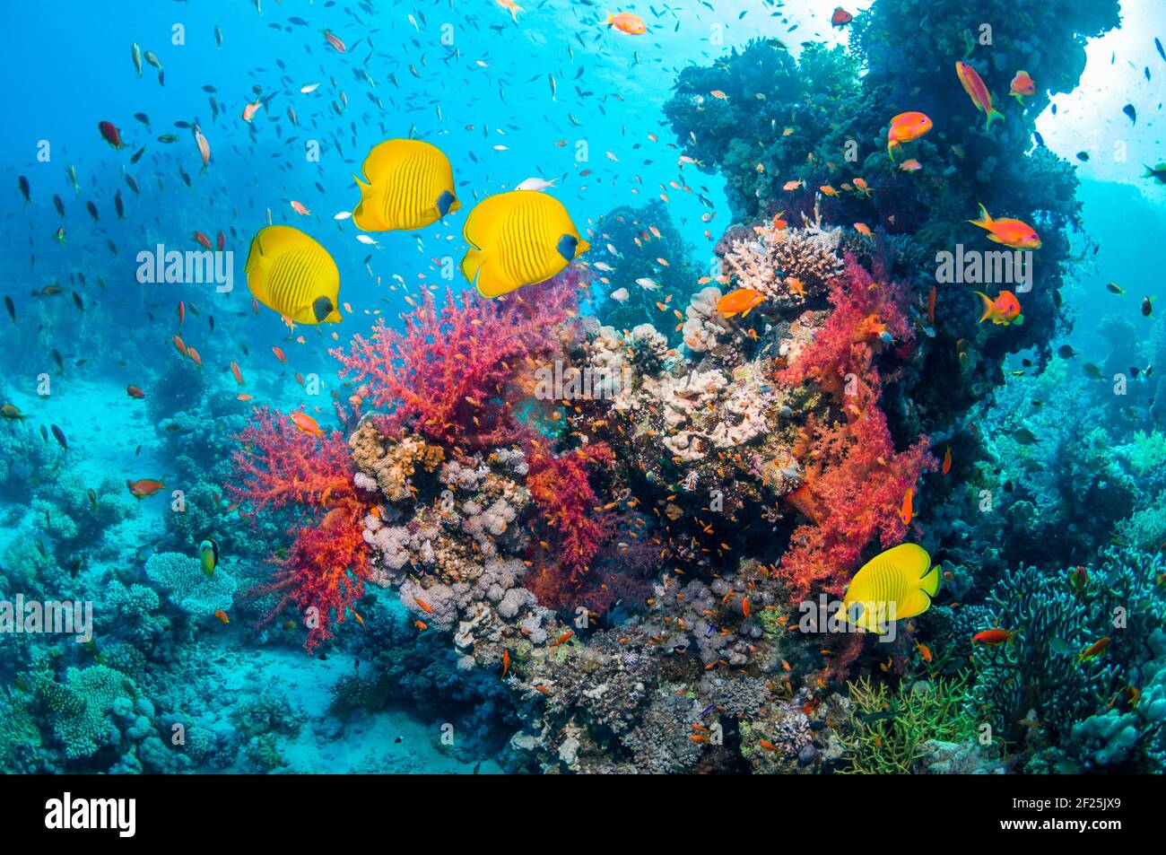 Golden butterflyfish swimming over coral reef with soft corals.  Egypt, Red Sea. Stock Photo