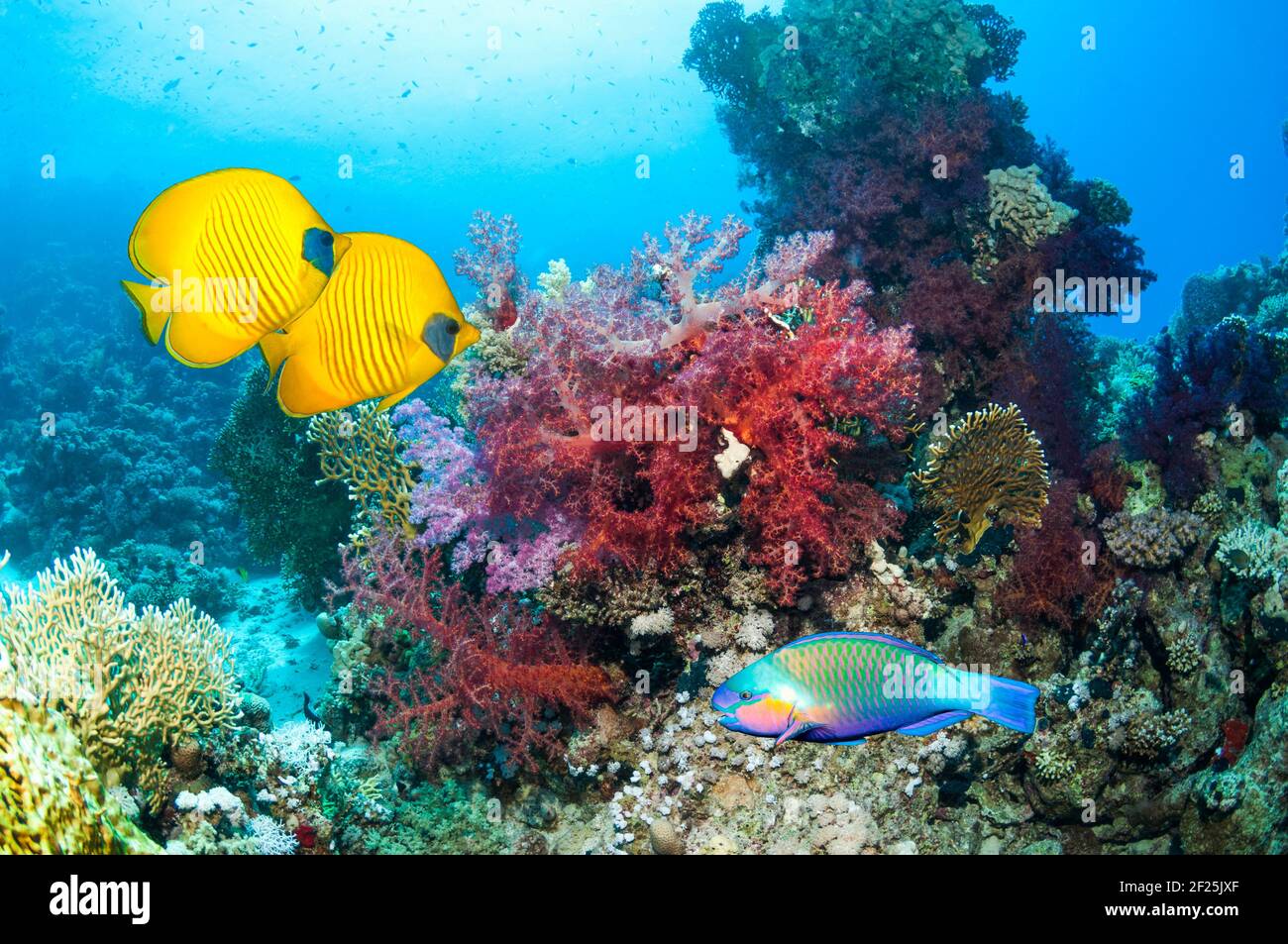 Golden butterfly fish and a Rusty parrotfish swimming over coral reef with soft corals.  Egypt, Red  Sea. Stock Photo