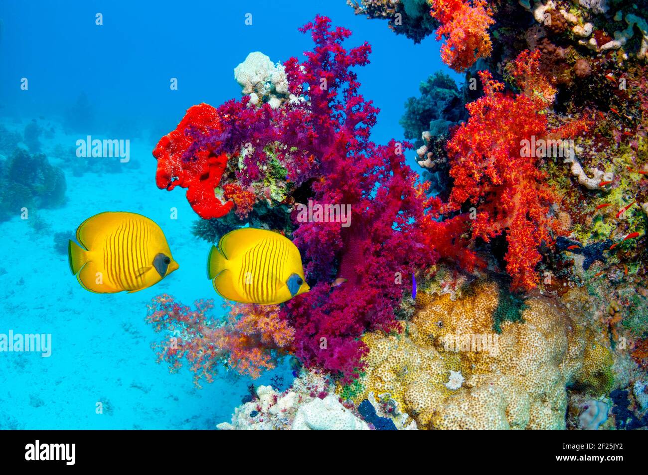 Coral reef scenery with Golden butterflyfish [Chaetodon semilarvatus] swimming past soft corals [Dendronephthya sp.].  Egypt, Red Sea. Stock Photo