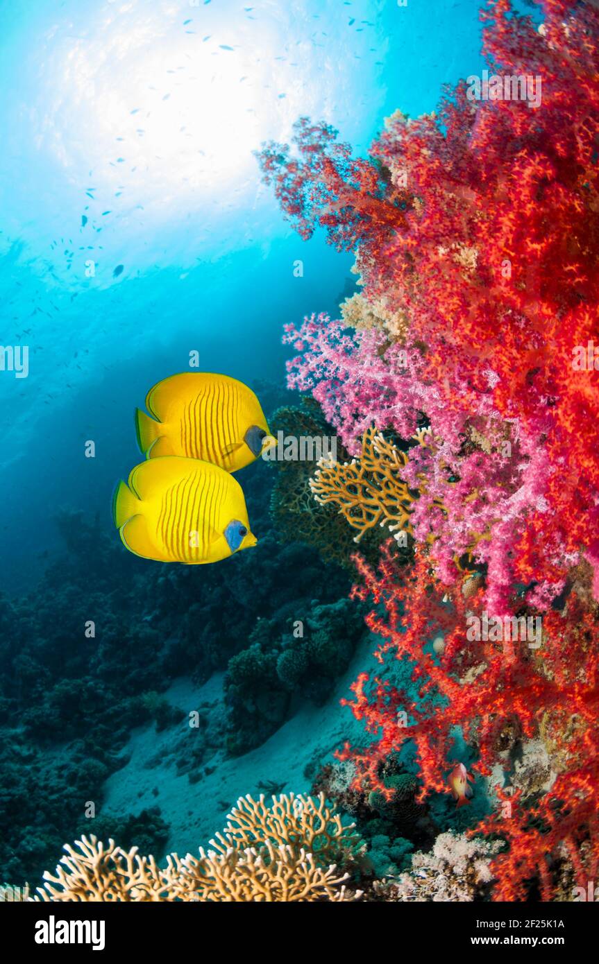 Coral reef scenery with a pair of Golden butterflyfish [Chaetodon semilarvatus].  Egypt, Red Sea Stock Photo