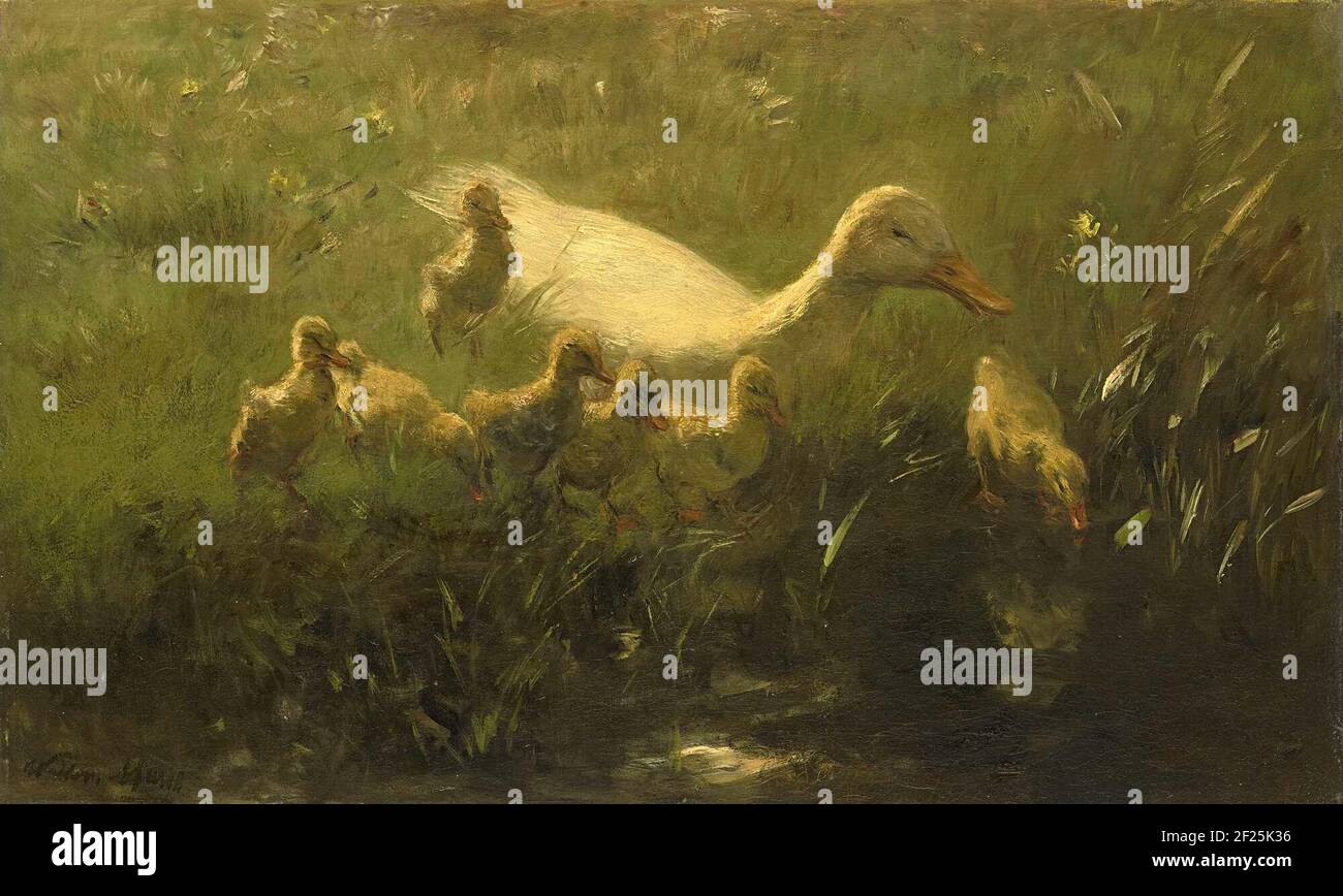 Witte eend met kiekens.A white duck with seven chicks at the ditch side. Stock Photo