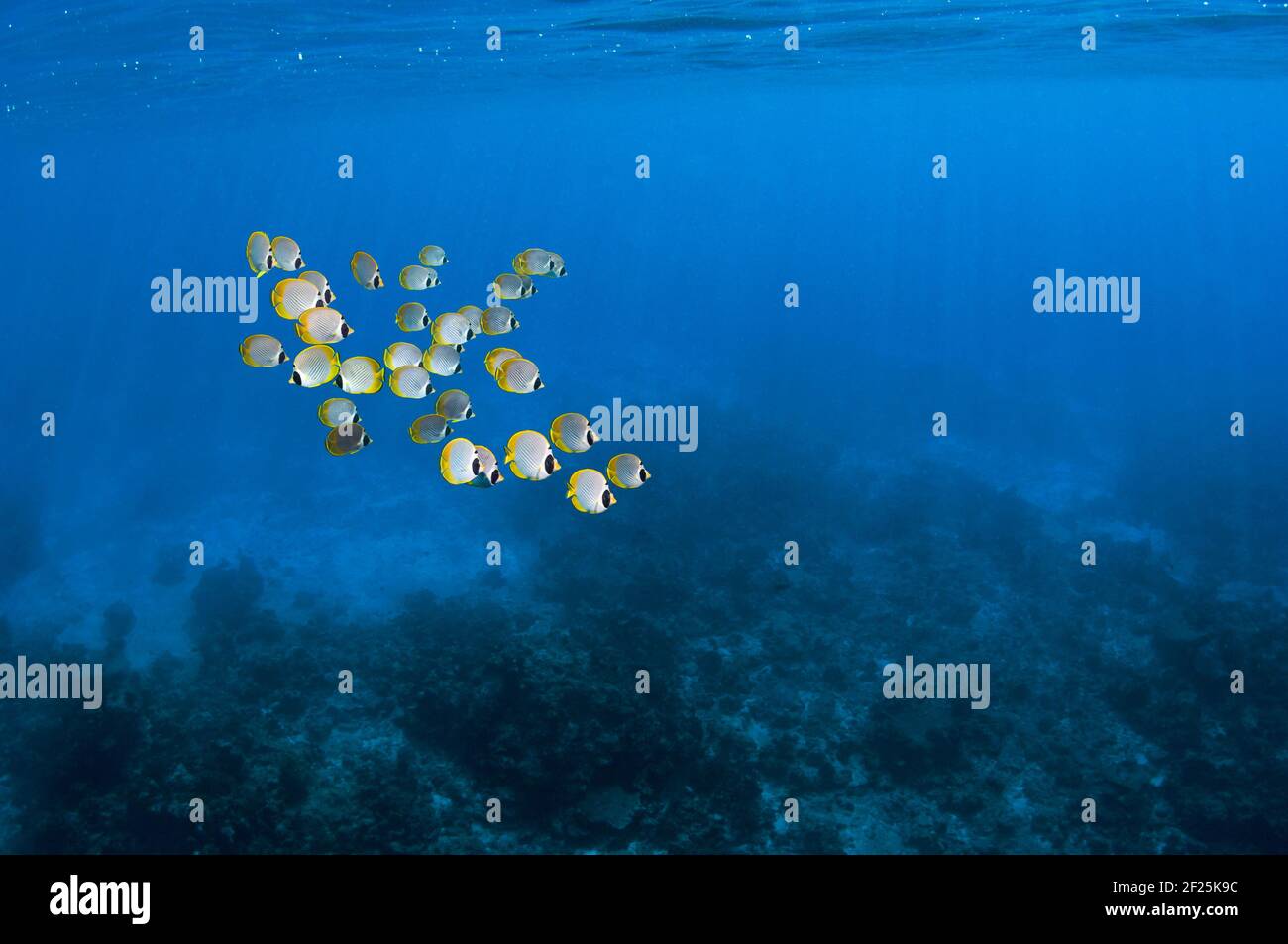 A school of Panda butterflyfish [Chaetodon adiergastos] swimming over deep coral reef.  Similan Islands, Andaman Sea, Thailand. Stock Photo