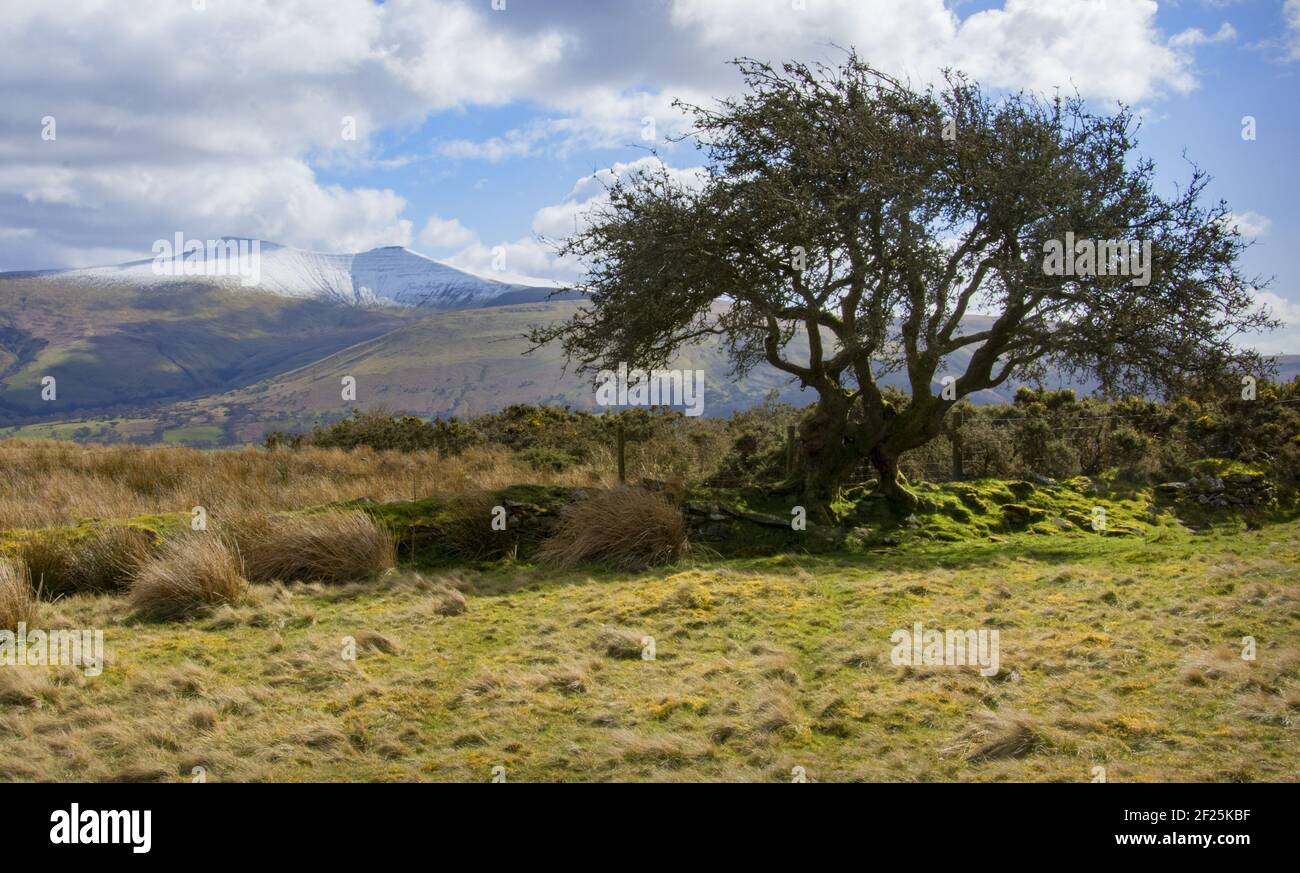 Lone Tree in the Brecon Beacons, Wales Stock Photo