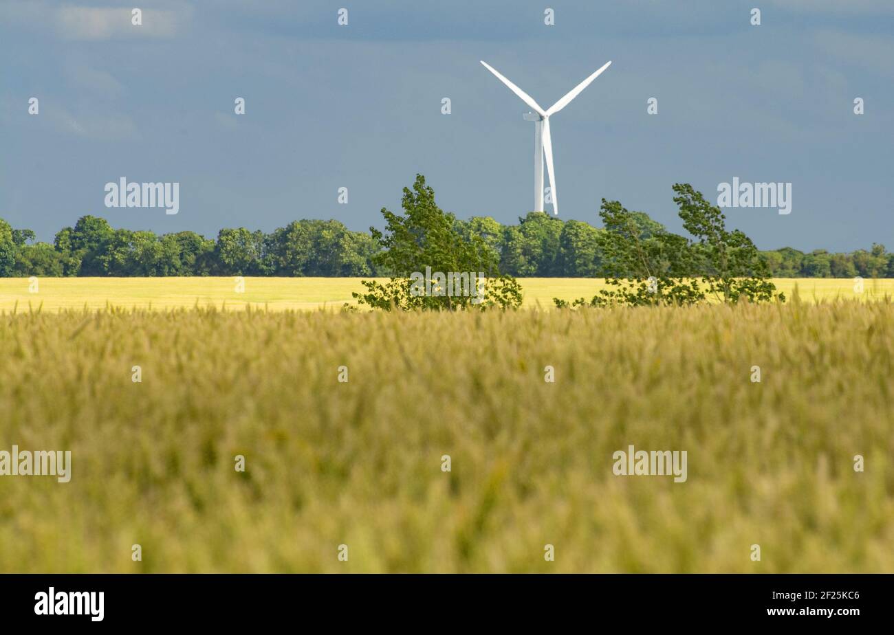 Wind Turbine in wheat fields Stock Photo