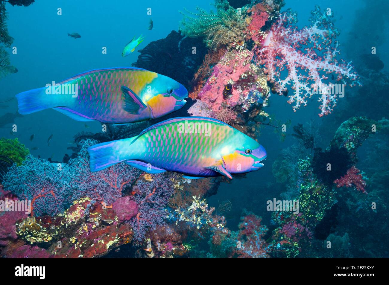 Rusty parrotfish (Scarus ferrugineus).  Red Sea. Stock Photo