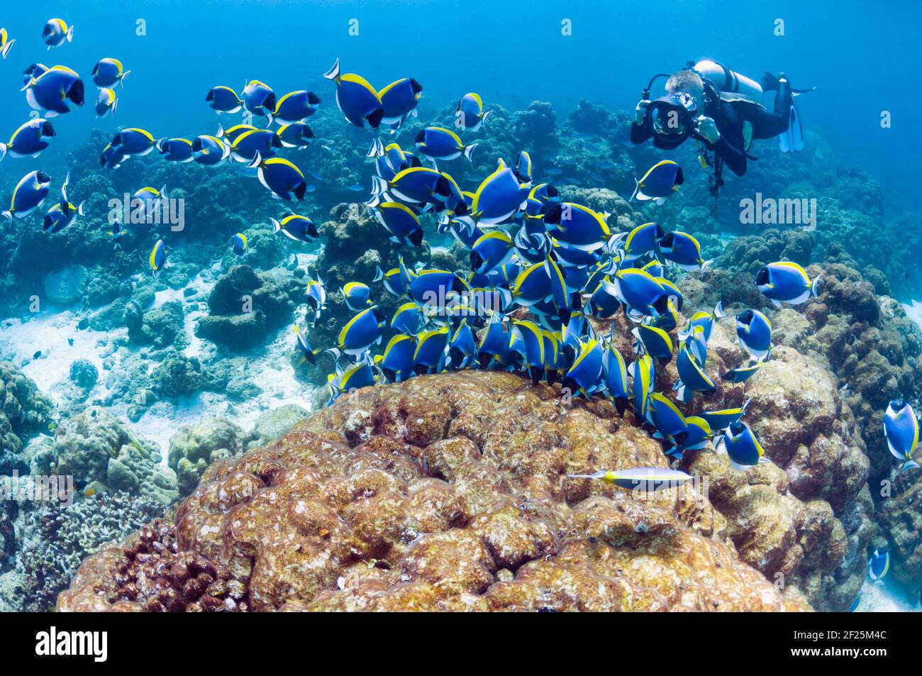 Large school of Powderblue surgeonfish (Acanthurus leucosternon) grazing on algae covered coral rock with a diver with a camera.  Andaman Sea, Thailan Stock Photo