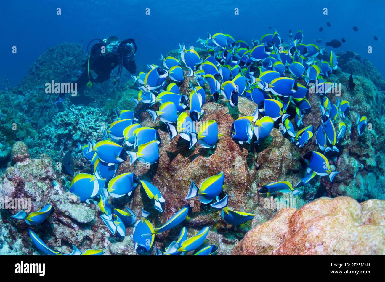 Large school of Powderblue surgeonfish (Acanthurus leucosternon) grazing on algae covered coral rock with a diver with a camera.  Andaman Sea, Thailan Stock Photo