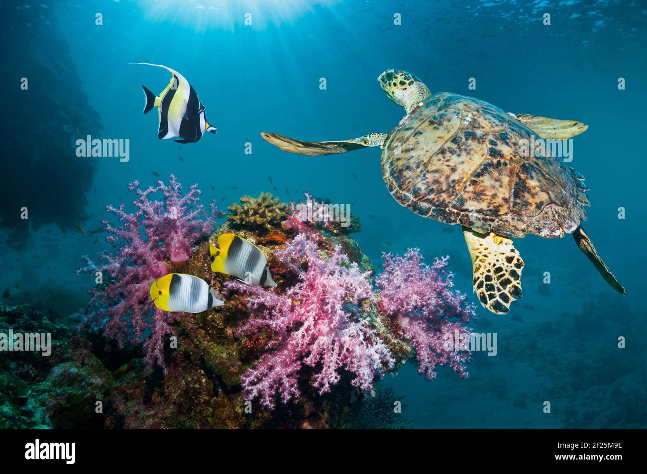 A Hawksbill turtle (Eretmochelys imbricata), Moorish idol (Zanclus cornutus) and Pacific double-saddle butterflyfish [Chaetodon ulietensis] o Stock Photo