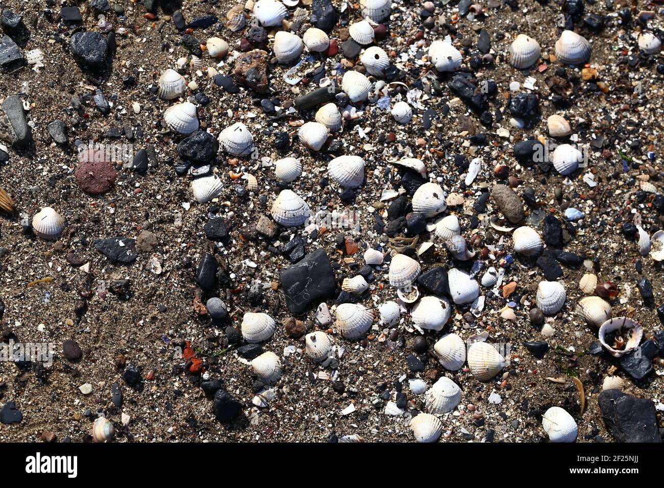 White and Dark Shells on the Beach Stock Photo Alamy