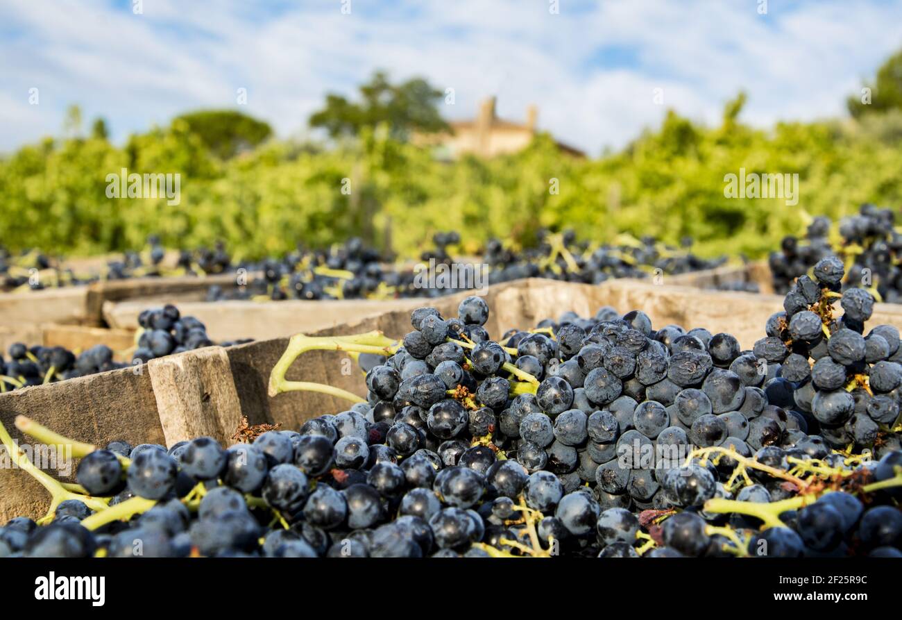Grape Harvest - Rhone Valley, France Stock Photo