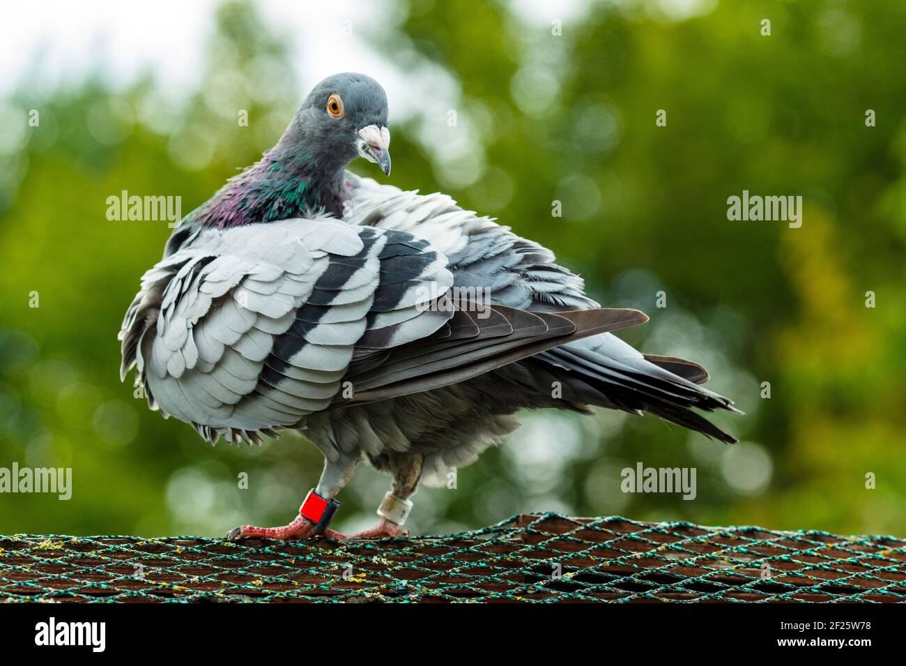 Full Body Pigeon High Resolution Stock Photography and Images Alamy