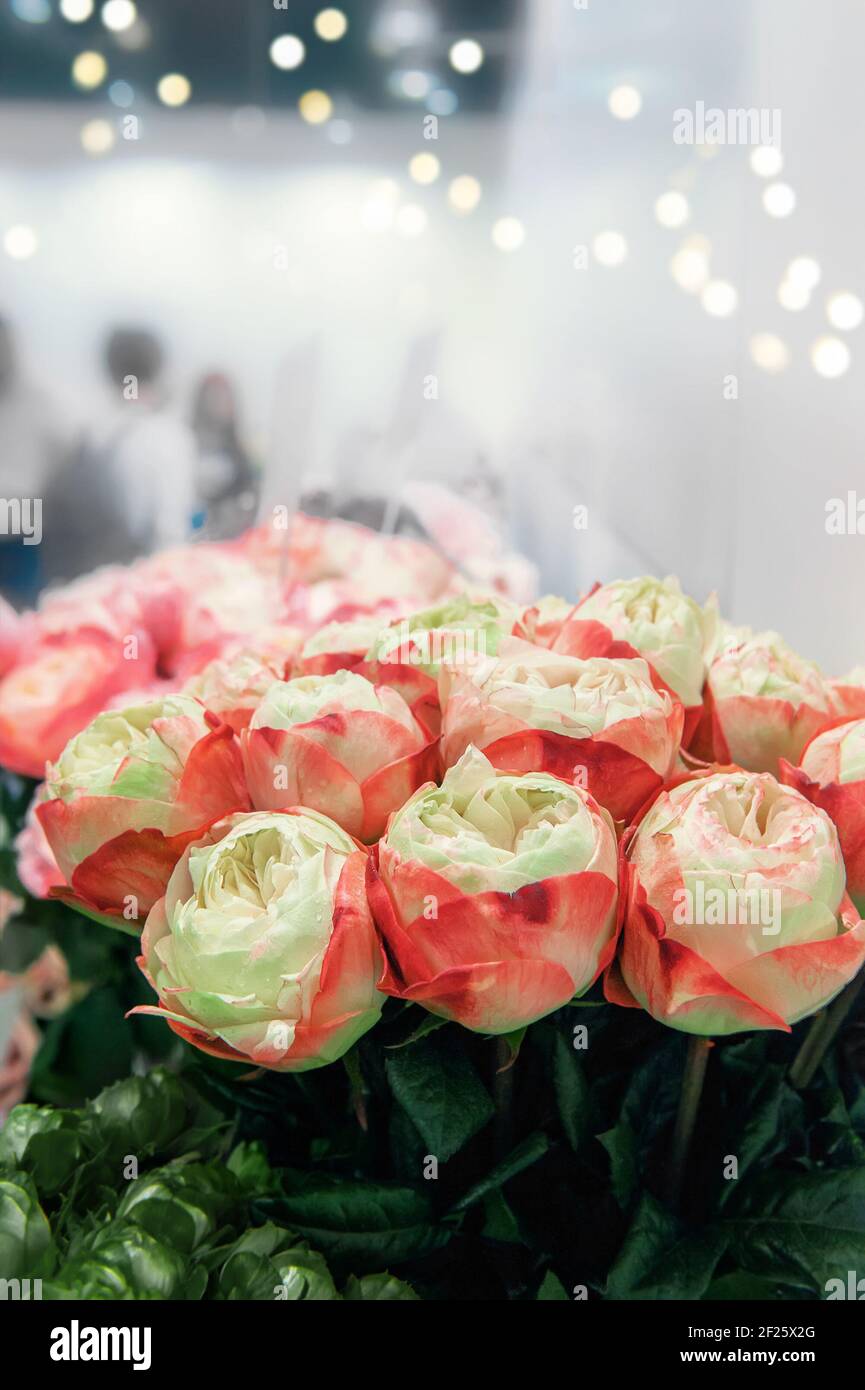 Two-tone romantic roses. Floral background with soft focus. A bouquet of roses on the counter in a flower shop. copy space. Stock Photo