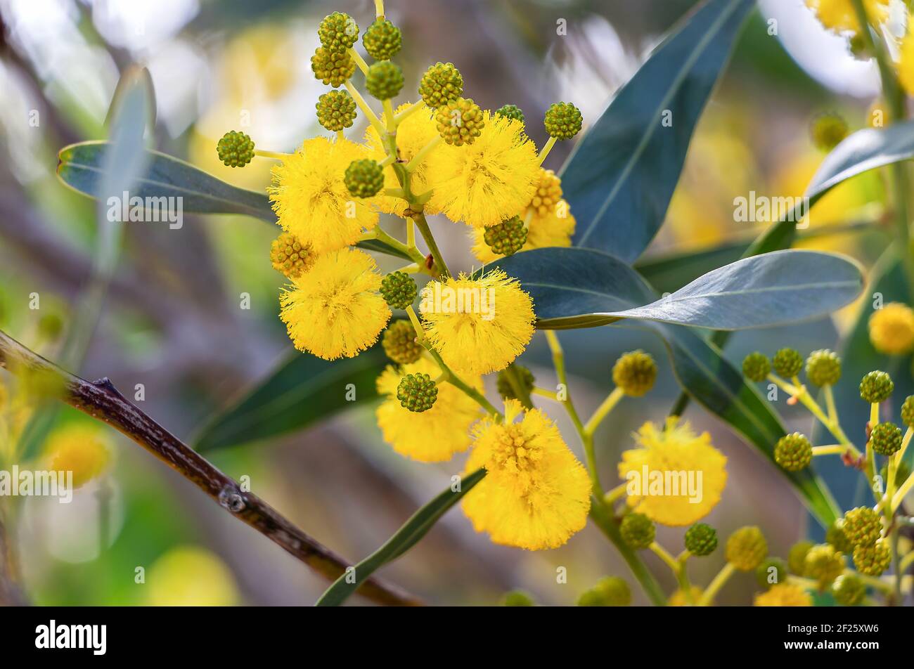 Acacia retinodes, the Silver Acacia, is a perennial, cosmopolitan arboreal species. It has flowers all year round. Some common names are yellow acacia Stock Photo