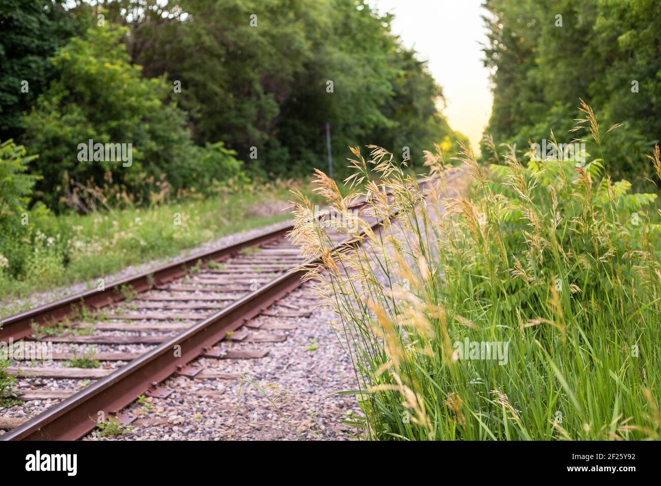 Long grass in the foreground of railway tracks in the forest with sunset in the background. Stock Photo