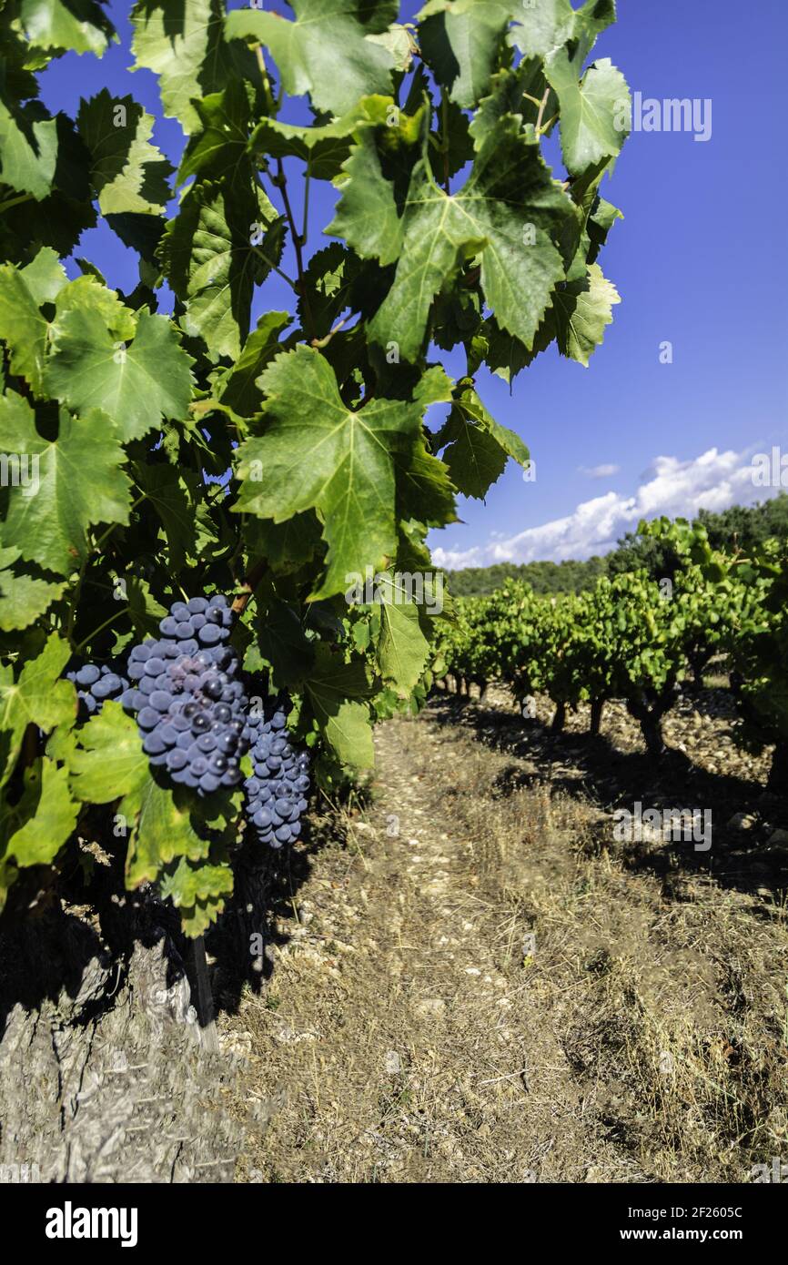Grapes, Rhone Valley, France Stock Photo