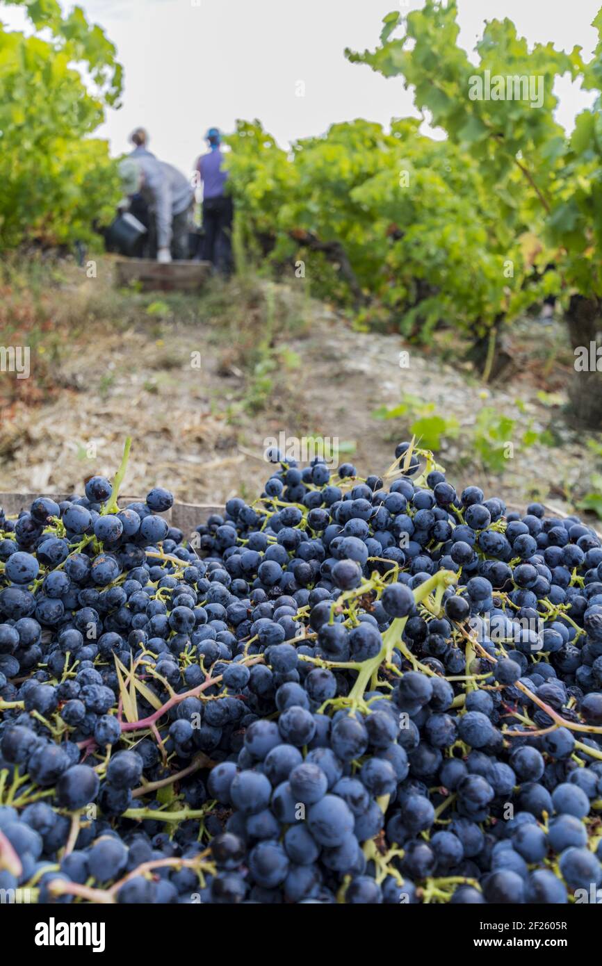 Picked grapes with wine pickers (Unrecognisable) in the background Stock Photo