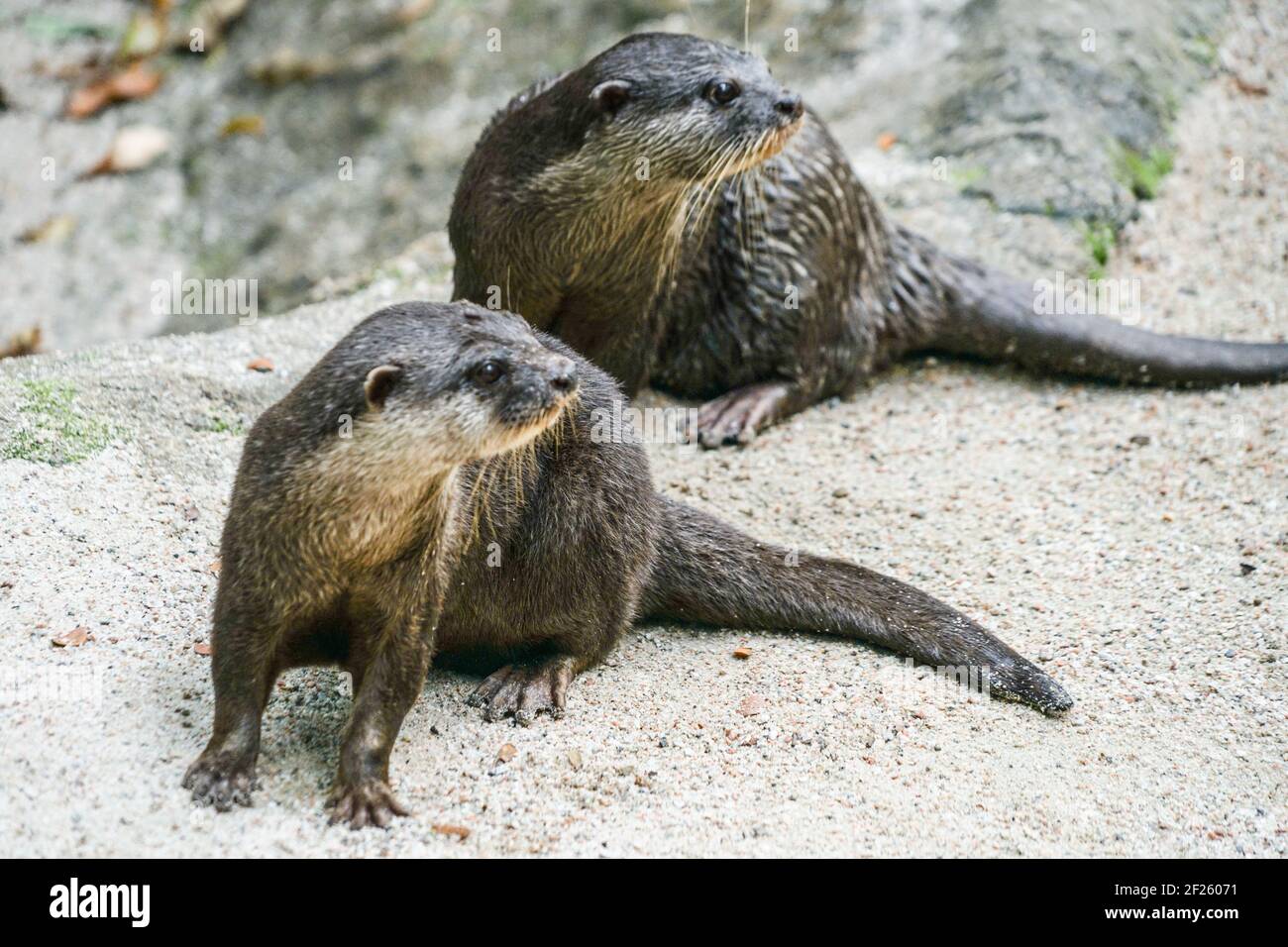 Cute oriental small-clawed otter image of Stock Photo