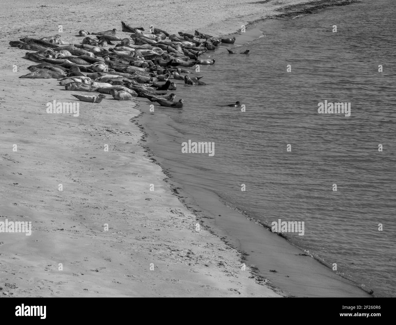 the german island of helgoland Stock Photo Alamy