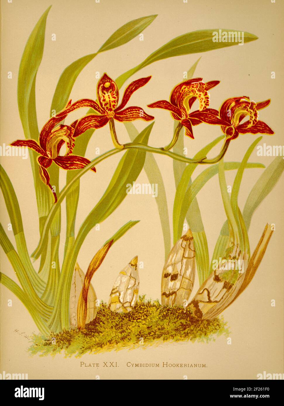 Harriet Stewart Miner's botanical vintage illustration from Orchids - The Royal Family of Plants from 1885 - Cymbidium hookerianum Stock Photo