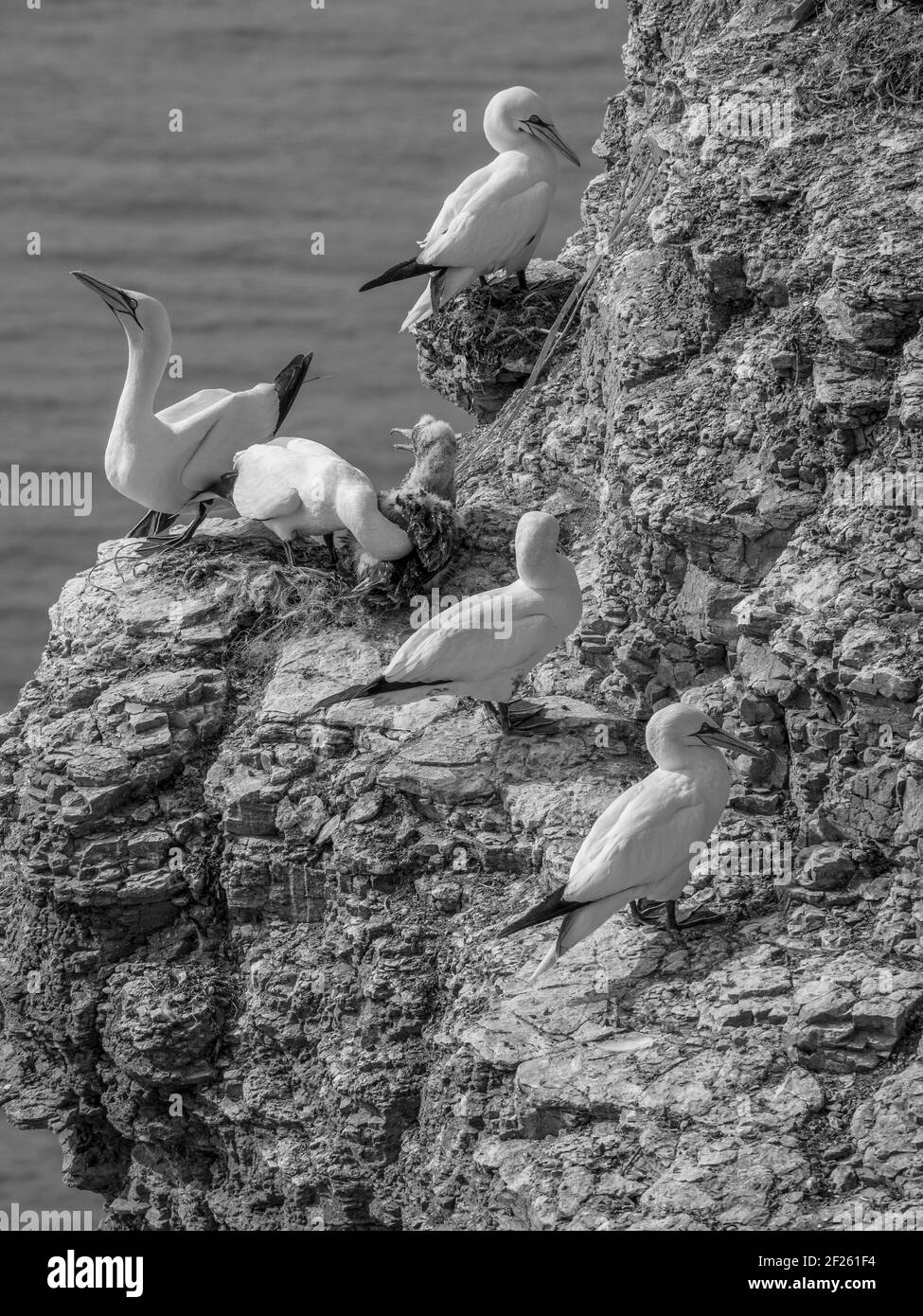 the german island of helgoland Stock Photo Alamy
