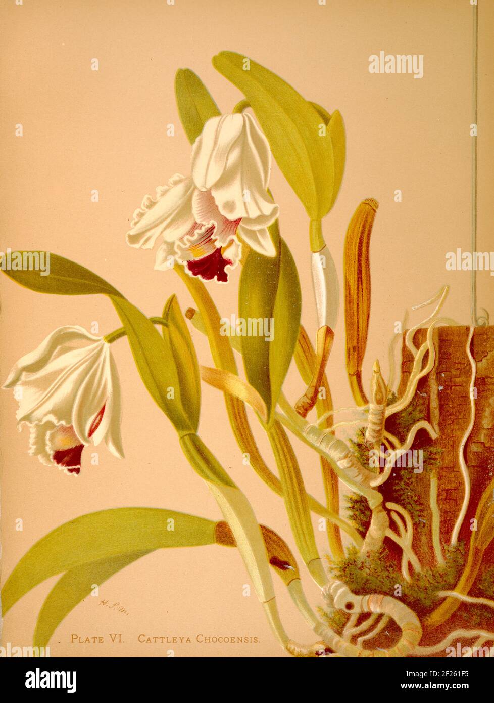 Harriet Stewart Miner's botanical vintage illustration from Orchids - The Royal Family of Plants from 1885 - Cattleya chocoensis Stock Photo